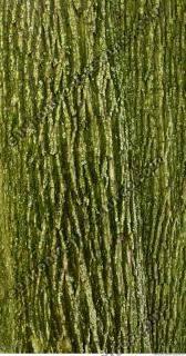 tree bark 0010